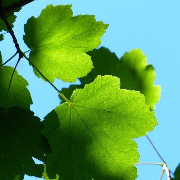 Acer opalus Feuille