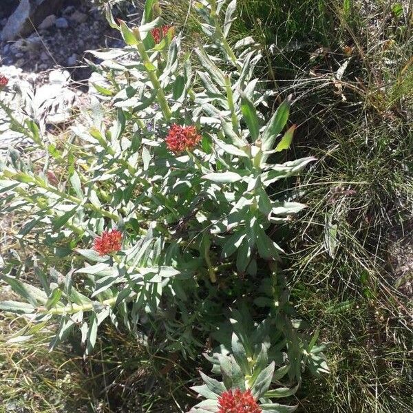 Rhodiola rosea Çiçek