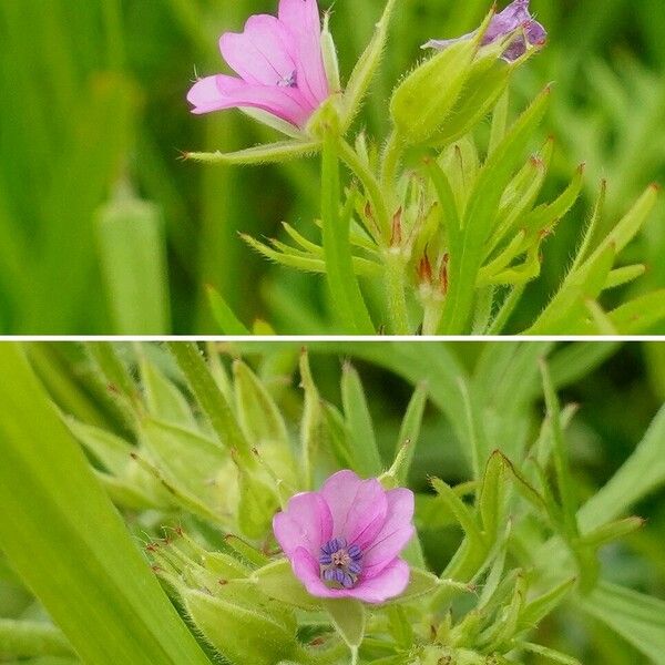 Geranium dissectum പുഷ്പം