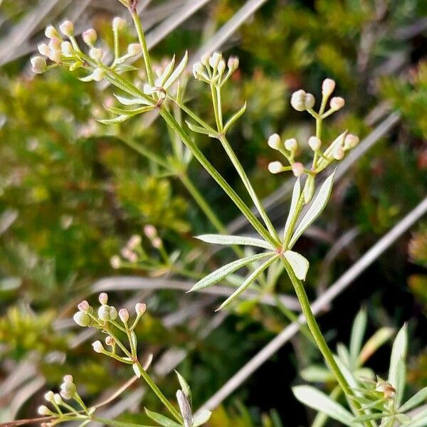 Galium anisophyllon Floare