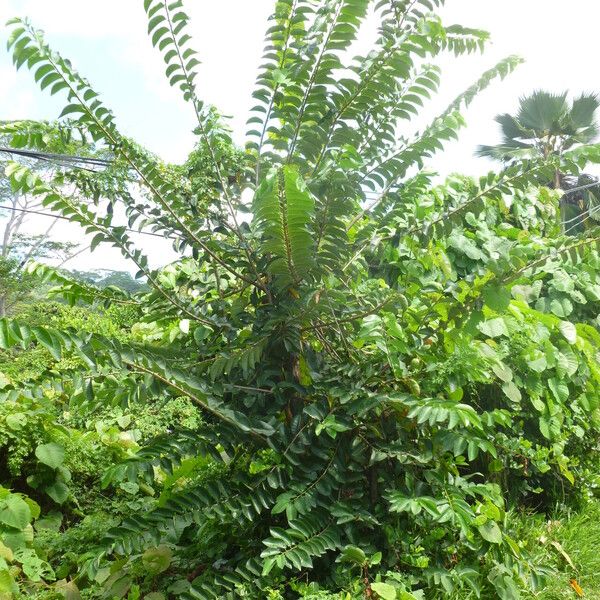 Annona glabra Buveinė