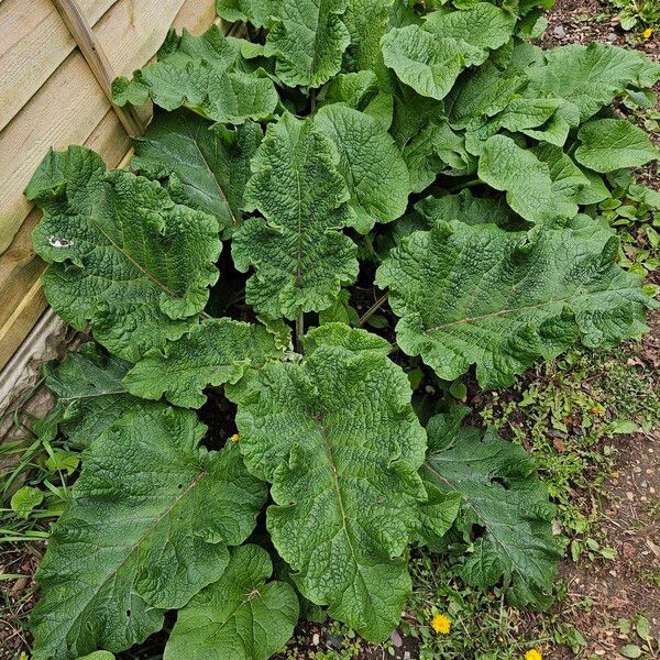 Arctium nemorosum Hoja