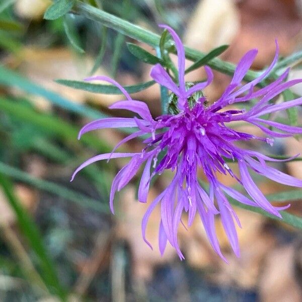 Centaurea stoebe Цвят