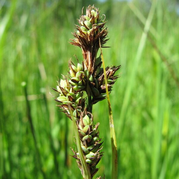 Carex hartmaniorum Fruit