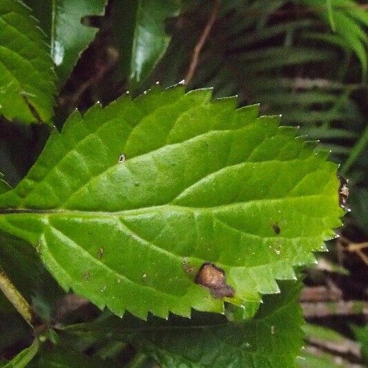 Stachytarpheta urticifolia Folha