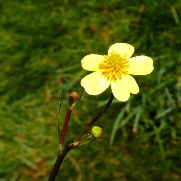 Ranunculus flammula फूल