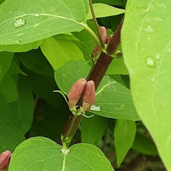 Lonicera tatarica 花