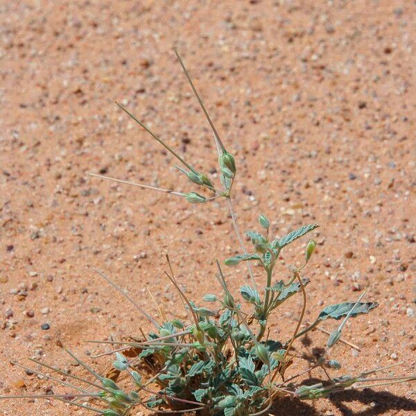 Monsonia nivea Gyümölcs