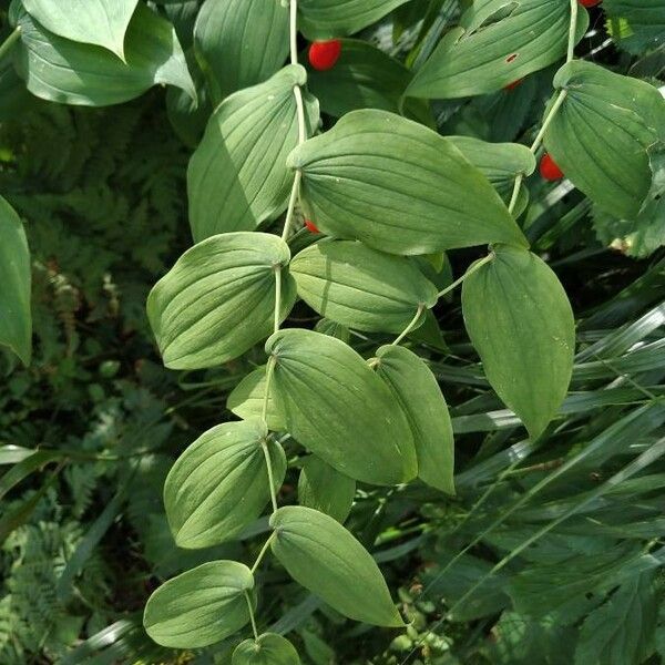 Streptopus amplexifolius Feuille