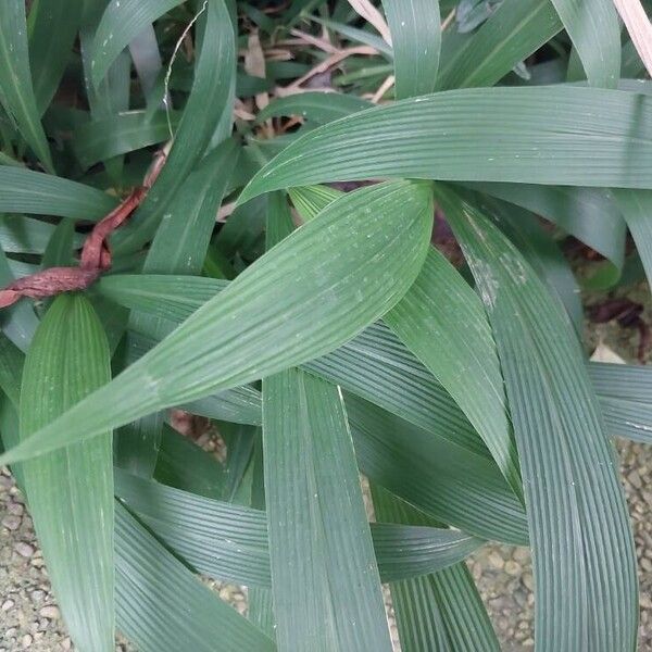 Setaria palmifolia पत्ता