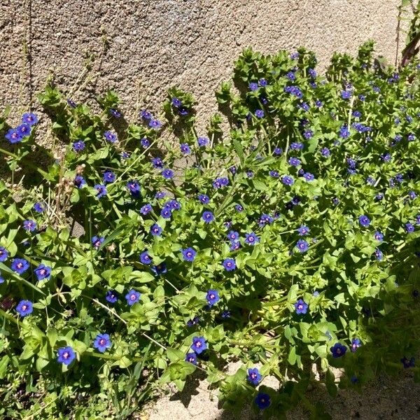 Lysimachia foemina Habitus