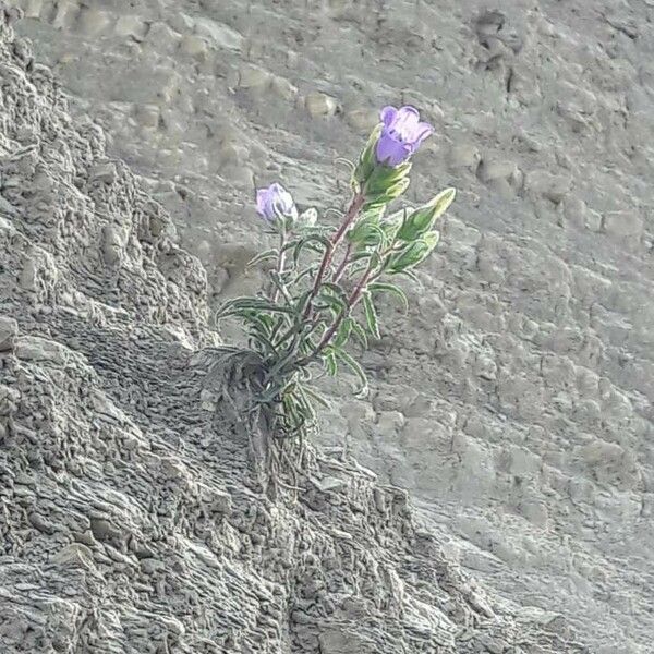 Campanula speciosa Habitus