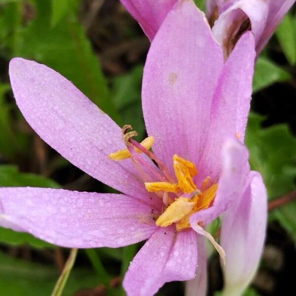 Colchicum multiflorum Flor