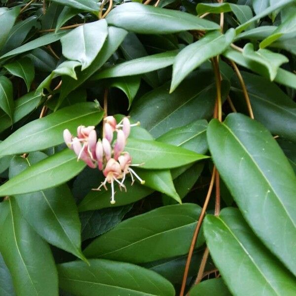 Lonicera acuminata Flor