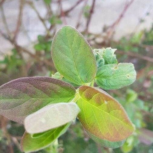 Lonicera caerulea List