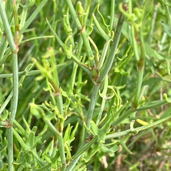 Ephedra major Blad