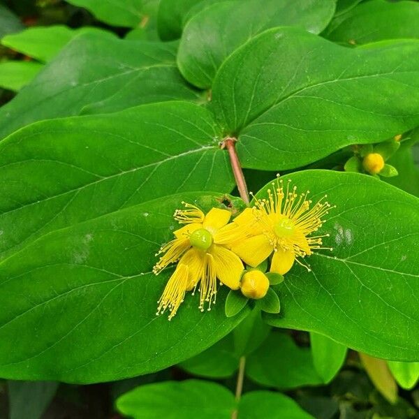 Hypericum × inodorum 葉