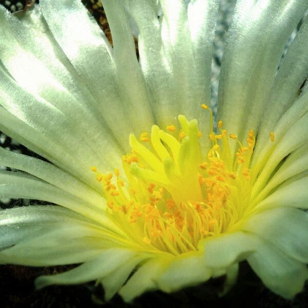 Astrophytum myriostigma Flower