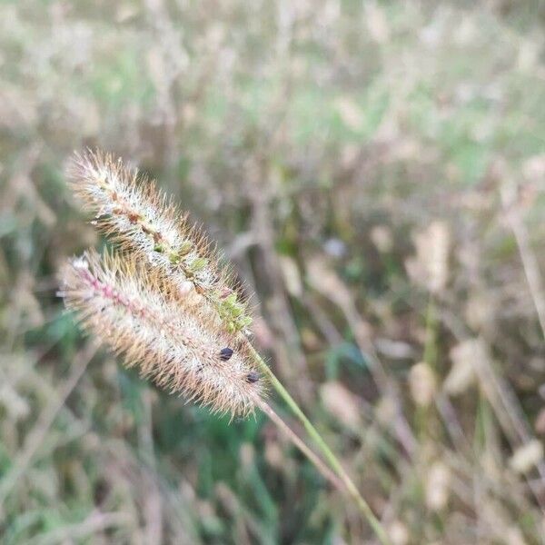 Setaria pumila Frugt