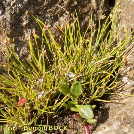 Isolepis setacea Vivejo