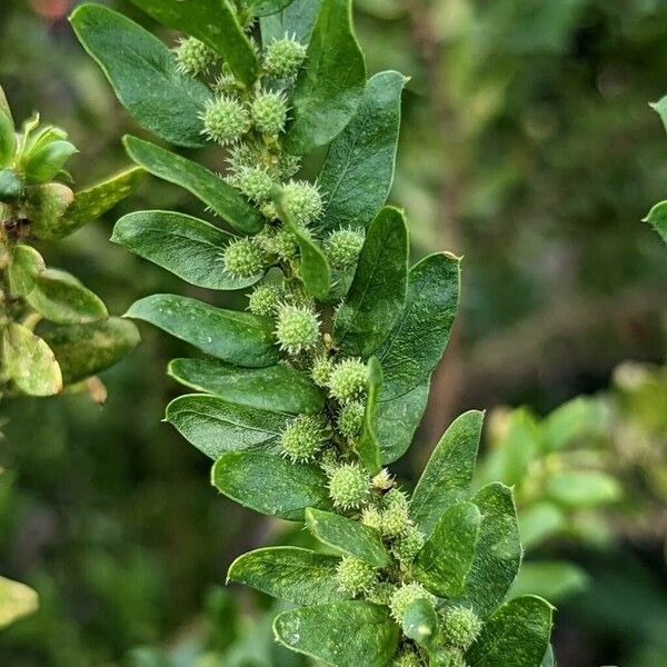 Acacia paradoxa മറ്റ്