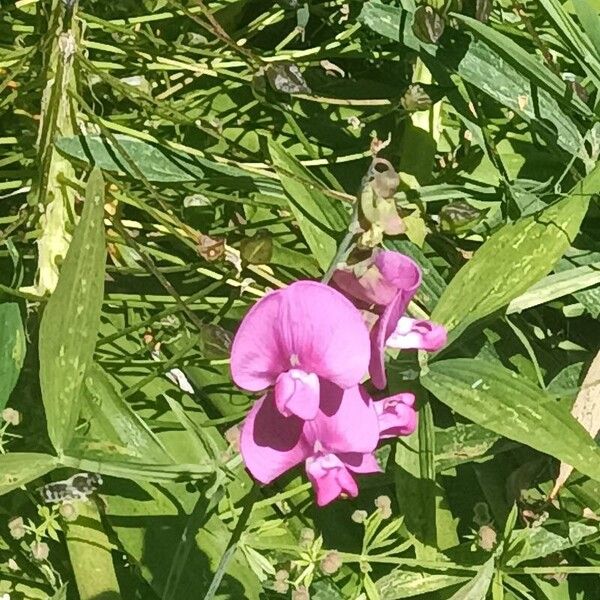 Lathyrus odoratus 花