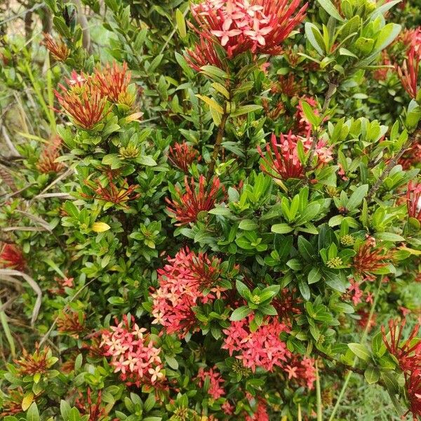 Ixora chinensis Квітка