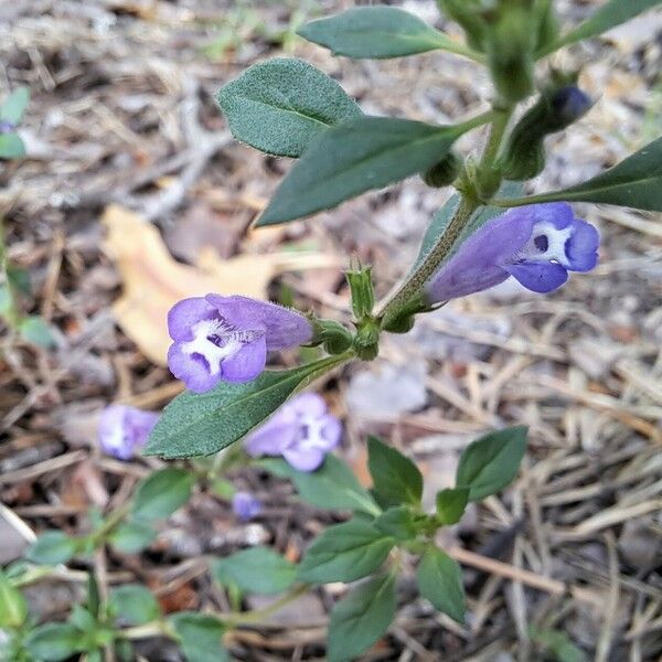 Clinopodium acinos Fiore