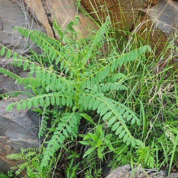 Astragalus atropilosulus Fulla