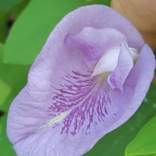 Clitoria mariana Žiedas