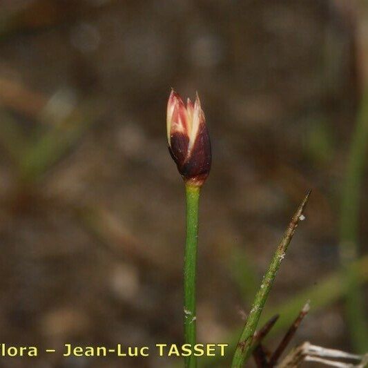 Juncus triglumis Flower