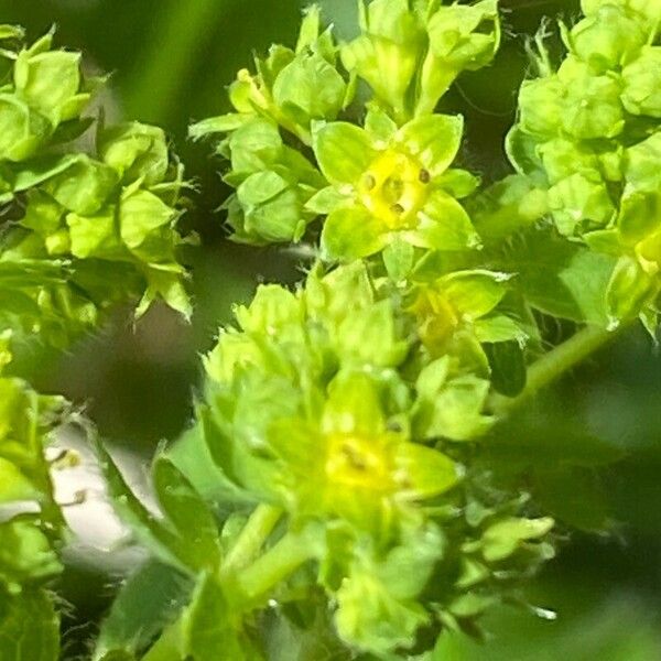 Alchemilla acutiloba Floro