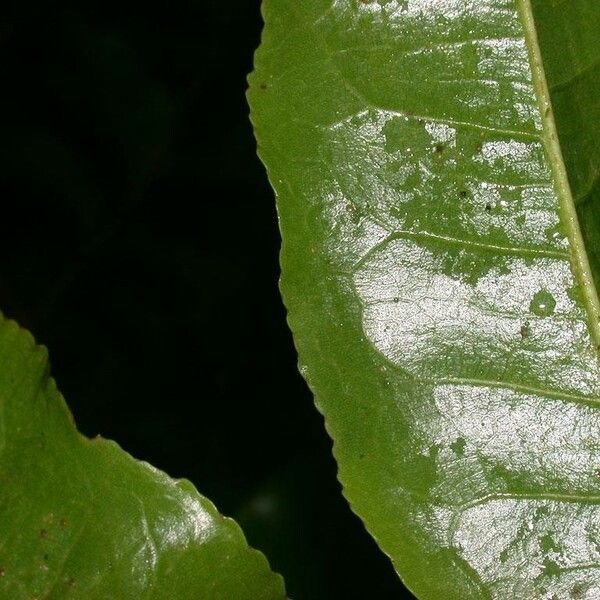 Lecythis ampla Leaf