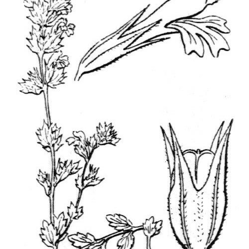 Euphrasia pectinata Outro