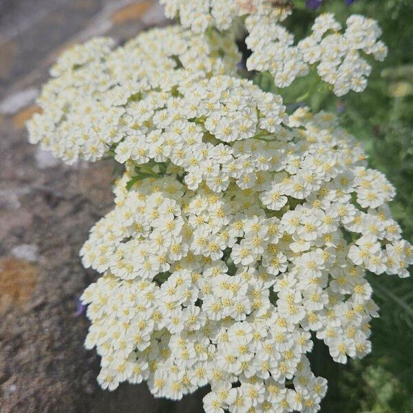 Achillea crithmifolia Цвят