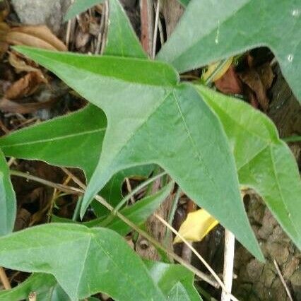 Passiflora suberosa Лист