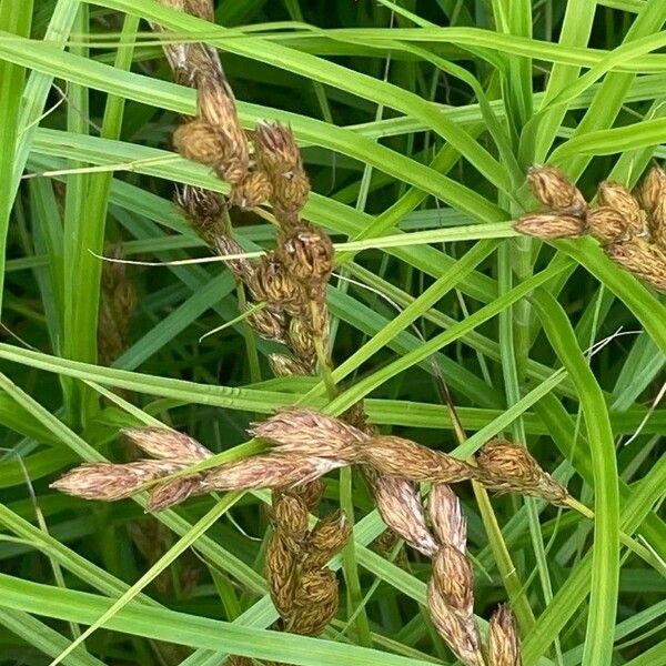 Carex leporina Lorea