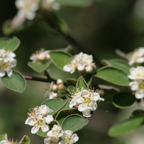 Cotoneaster ovatus Flor