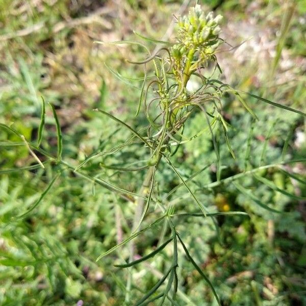 Sisymbrium altissimum ഇല