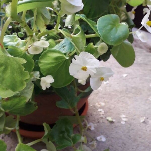 Begonia cucullata Flower