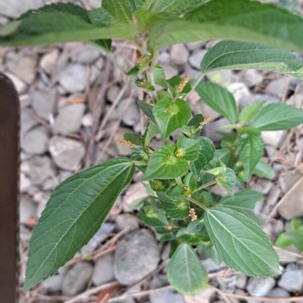 Acalypha australis Hoja