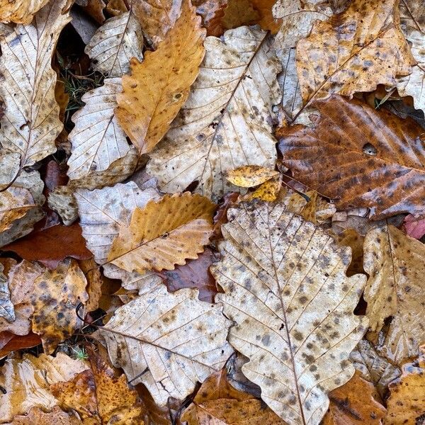 Quercus michauxii Lapas