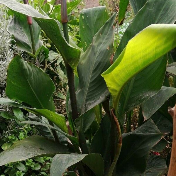 Canna × hybrida Lapas