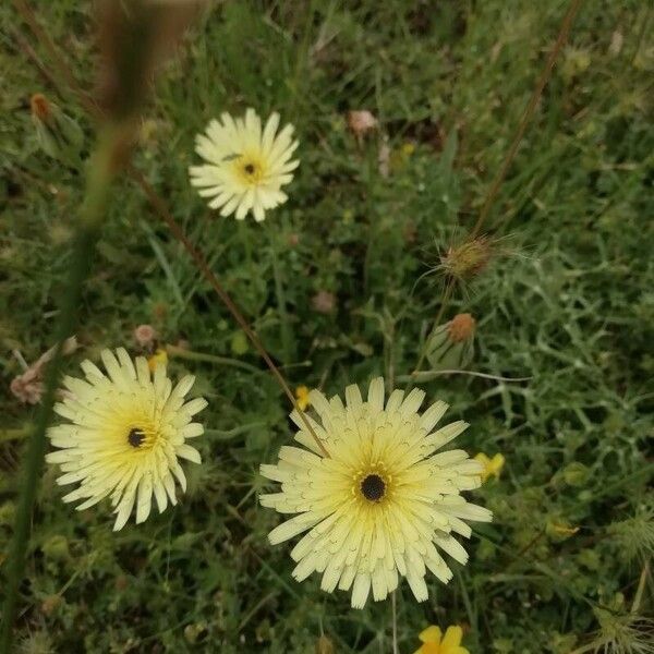 Urospermum dalechampii Flower