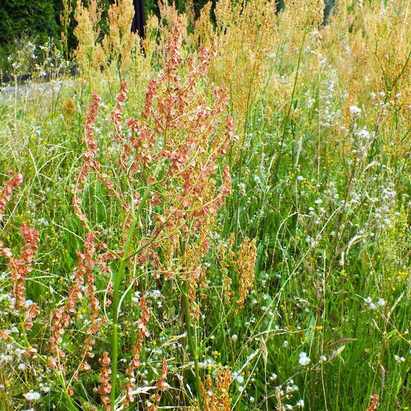 Rumex thyrsiflorus 整株植物