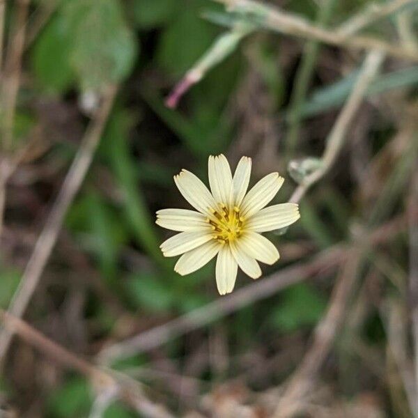 Lactuca saligna Flower