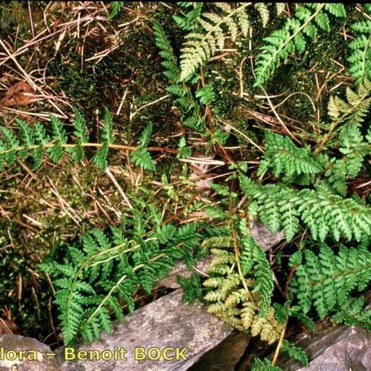 Woodsia ilvensis Yeri