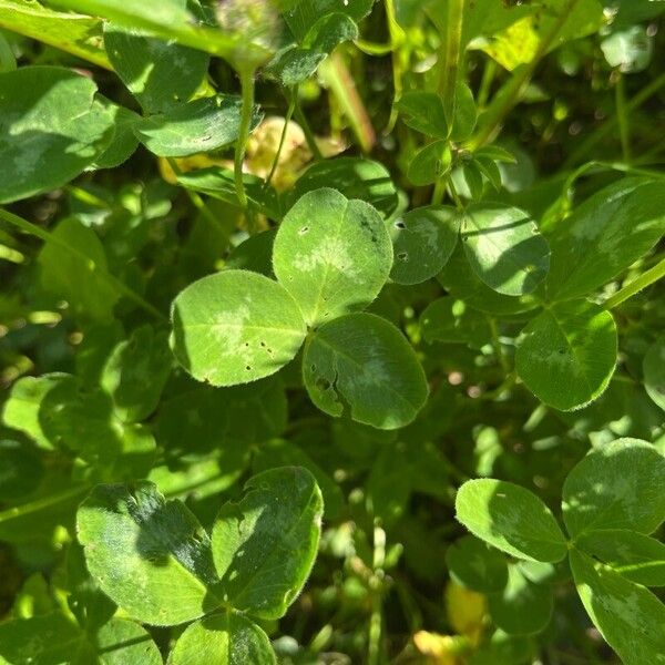 Trifolium pratense Листок