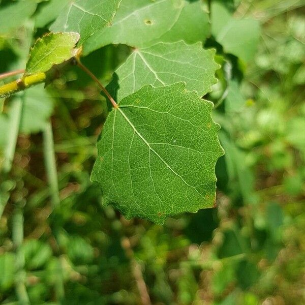 Populus tremula Deilen