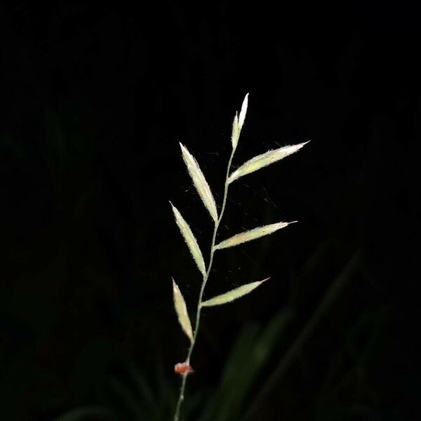 Brachypodium sylvaticum Gyümölcs